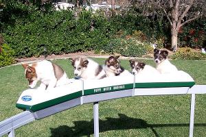 Doggy Monorail