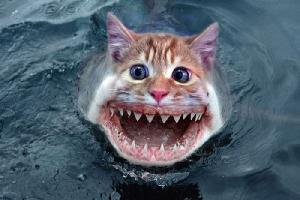Shark Cat!